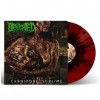 BENIGHTED - Carnivore Sublime [RED/BLACK] (LP)